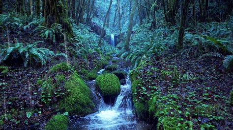 youtube rain sounds for sleeping|relaxing rain noise forest stream.